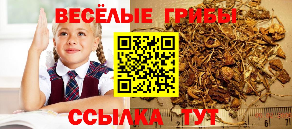 Галлюциногенные грибы Psilocybine cubensis Малоярославец